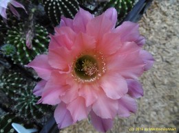 Echinopsis Hybride 017